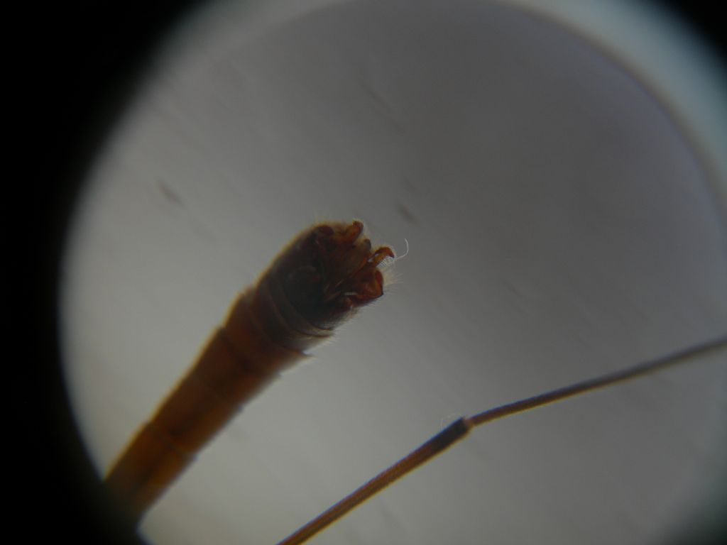 Tipulide da id.